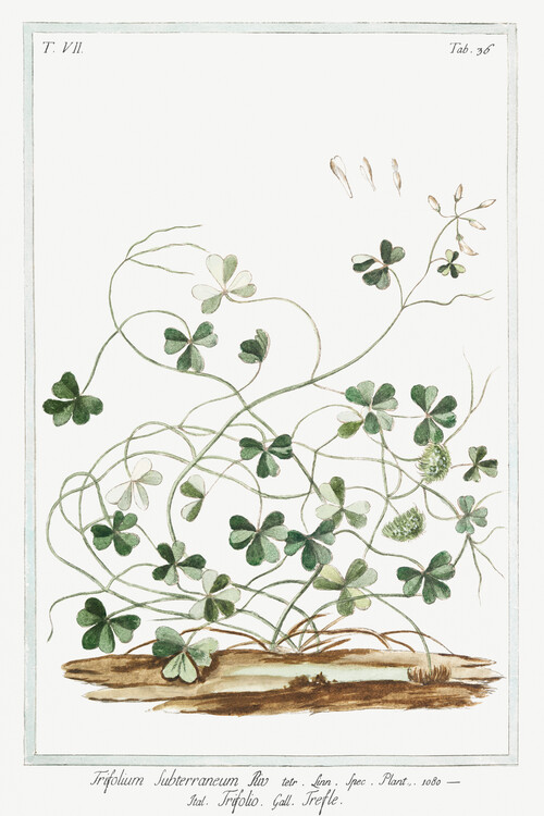 Canvas Print Subterranean Clover (Plant Illustration) - Giorgio Bonelli