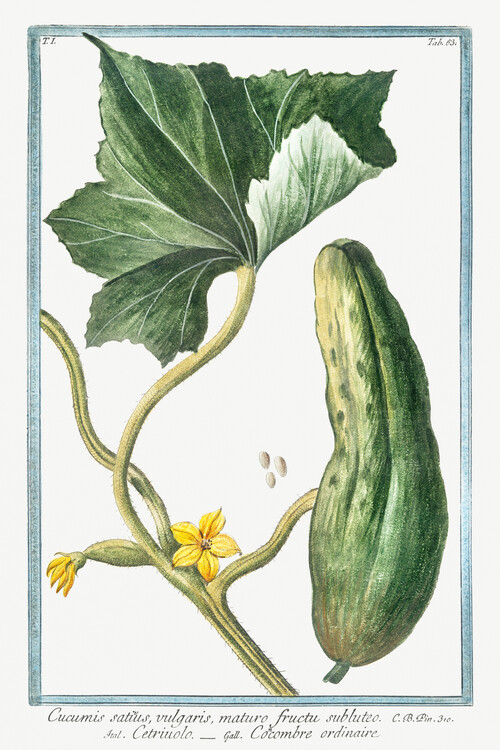 Poster Cucumber