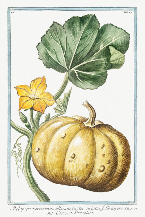 Poster Melopepo, Pumpkin (Plant Illustration) - Giorgio Bonelli