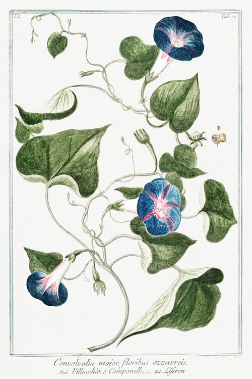 Poster Convolvulus Major (Plant Illustration) - Giorgio Bonelli