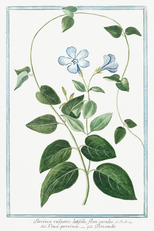 Poster Periwinkle