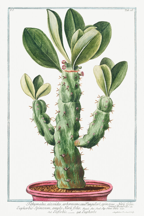 Levně Plakát, Obraz - Tithymalus, Cactus, Giorgio Bonelli, 26.7 × 40 cm