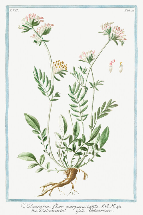 Плакат Kidney Vetch Flowers (Plant Illustration) - Giorgio Bonelli