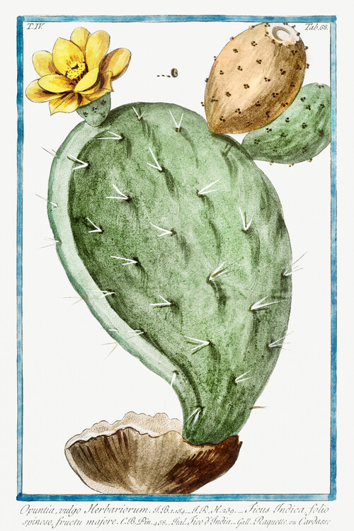 Poster Prickly Pear, Cactus (Plant Illustration) - Giorgio Bonelli