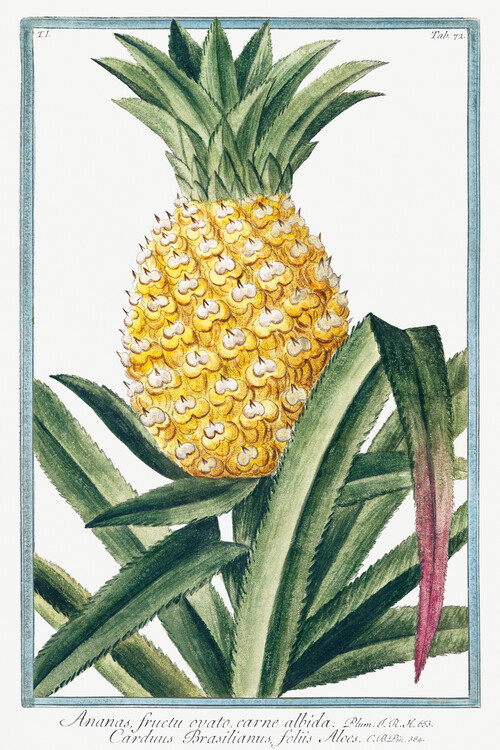 Poster Pineapple Plant (Plant Illustration) - Giorgio Bonelli