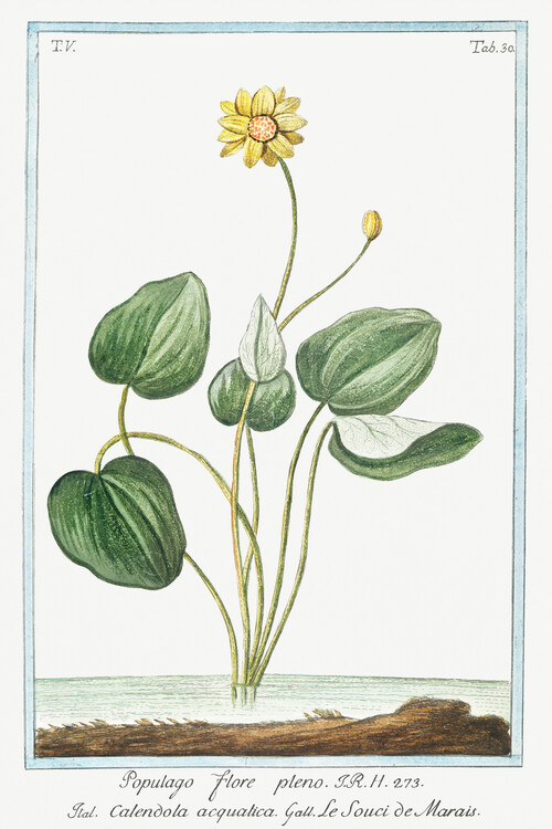 Plakat Marsh Marigold (Plant Illustration) - Giorgio Bonelli