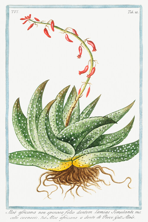 Poster Spineless Africa Aloe (Plant Illustration) - Giorgio Bonelli