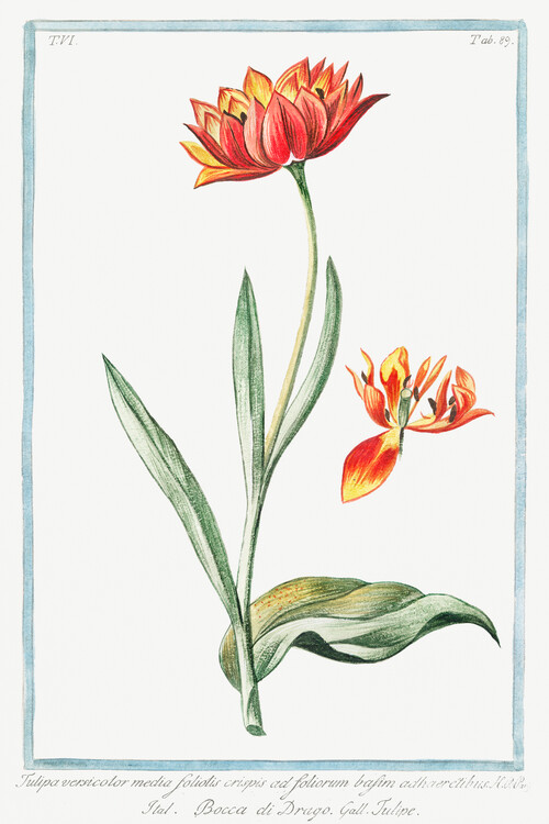 Poster Multicolour Tulip