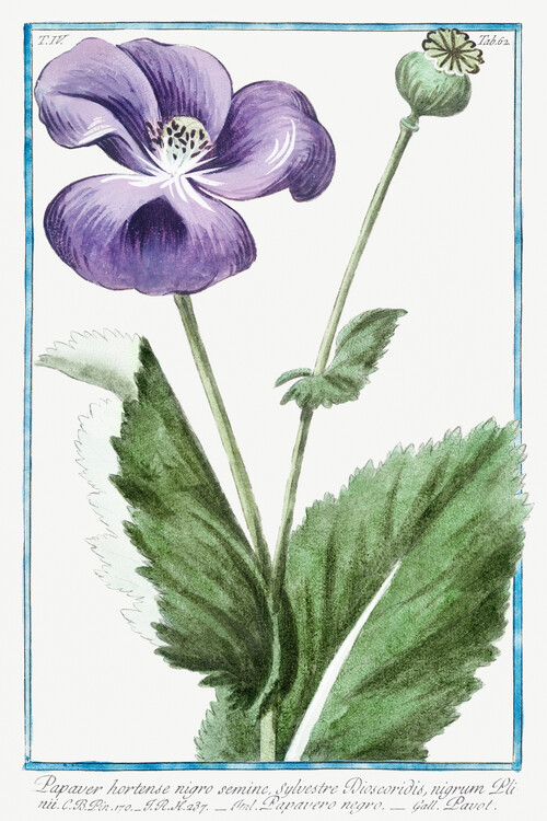 Poster Purple Poppy