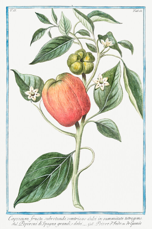 Poster Capsicum, Pepper (Plant Illustration) - Giorgio Bonelli