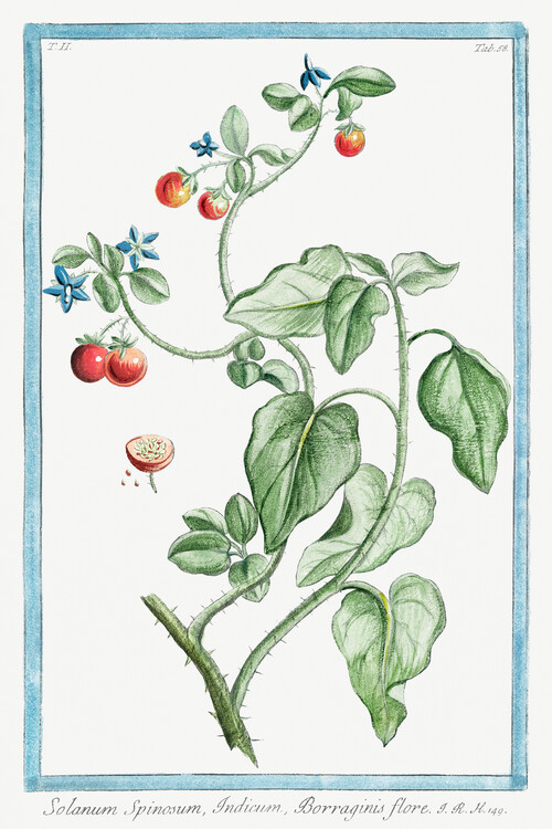 Poster Solanum Spinosum (Plant Illustration) - Giorgio Bonelli