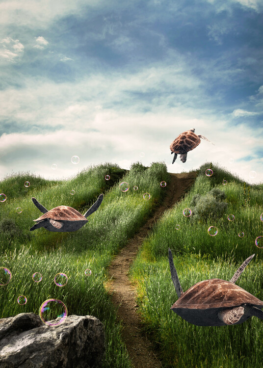 Poster Turtles in the Green Fields