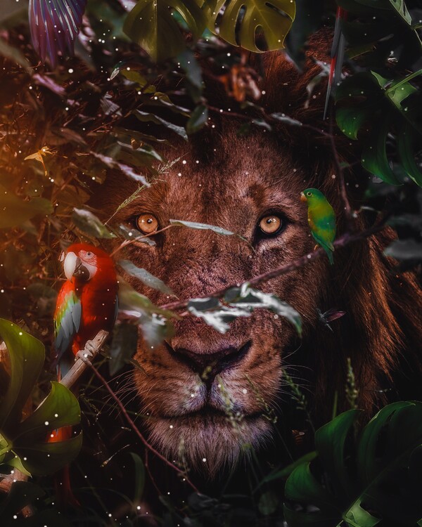 Póster Lion eyes in tropical leaves