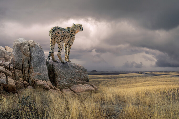 Canvas Print Cheetah View