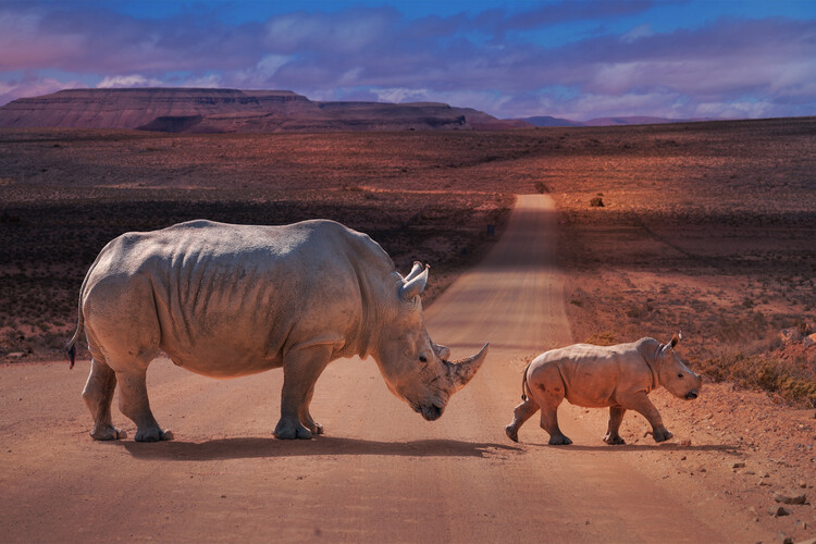 Canvas Print Rhinos Crossing