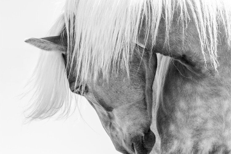 Poster Halflinger Portrait