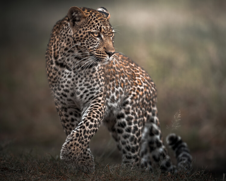 Canvas Print Surprise