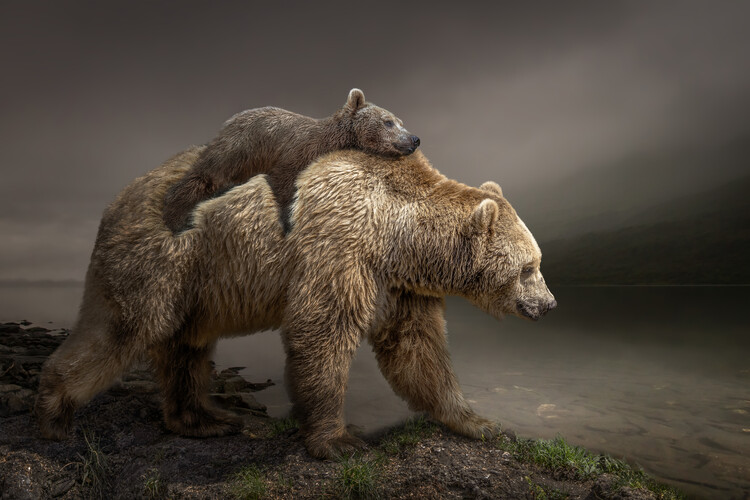 Canvas Print BabyBear