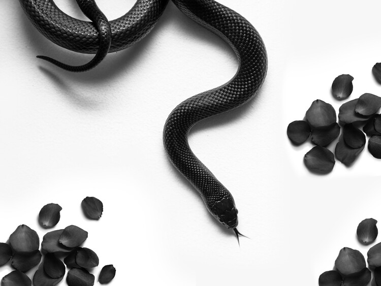Poster Black Snake Roam