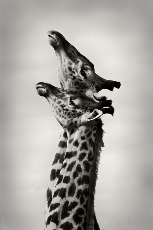 Levně Plakát, Obraz - True Love, WildPhotoArt, 26.7 × 40 cm