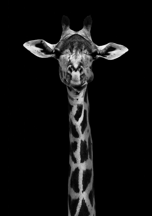 Poster Giraffe Portrait