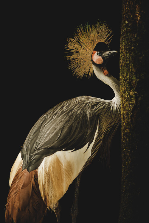 Canvas Print Grey Crowned Crane