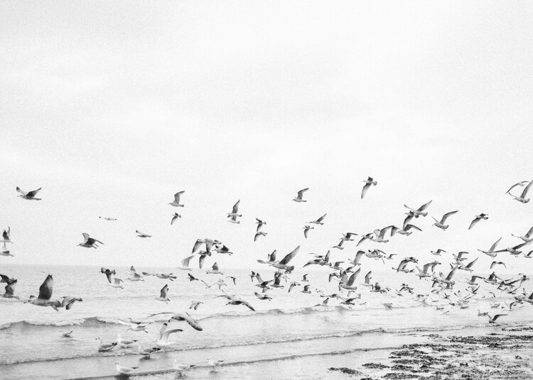 Levně Plakát, Obraz - Seagulls - Coastal black and white, Raisa Zwart, 40 × 30 cm