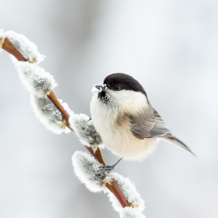 Poster Willow tit in winter.