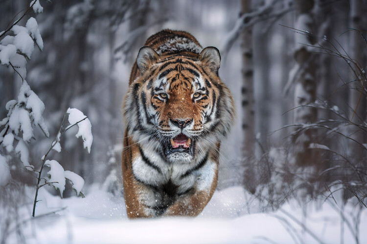 Canvas Print SnowTiger