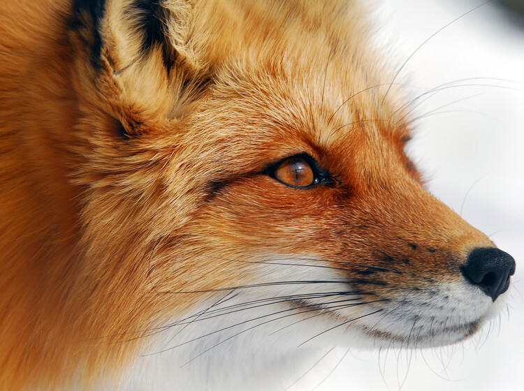 Levně Plakát, Obraz - Red Fox, Alain Turgeon, 40 × 30 cm