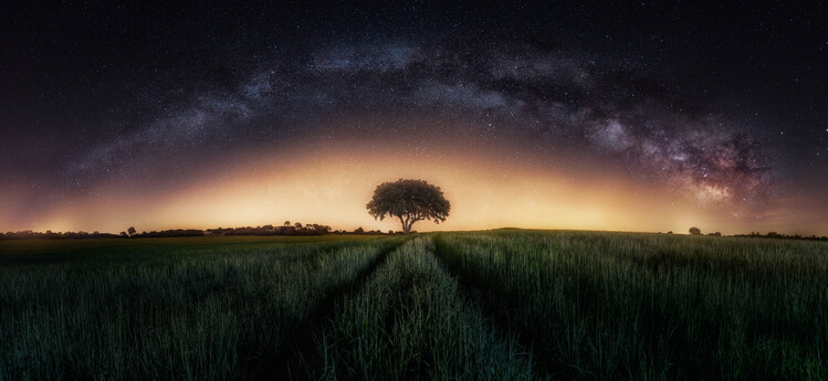 Plakát Milky way over lonely tree