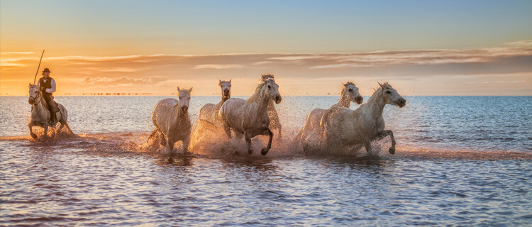 Poster Camargue Horses II