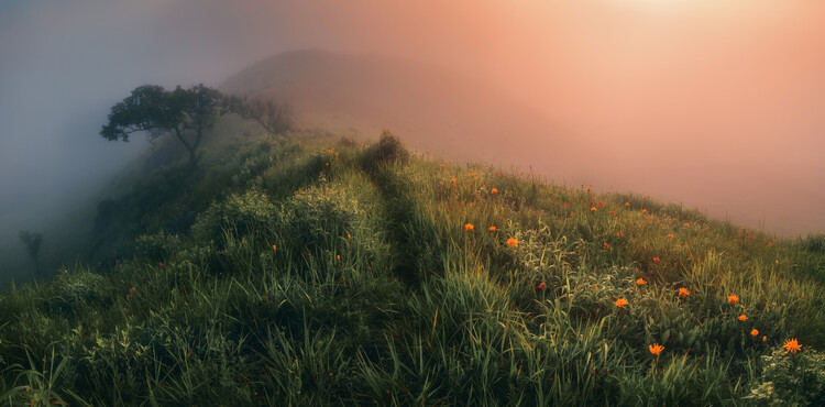 Poster The Story of the Foggy Morning
