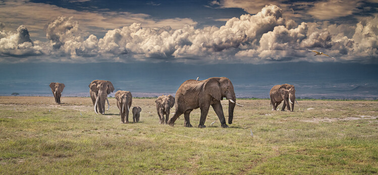 Poster Amboseli wonderland