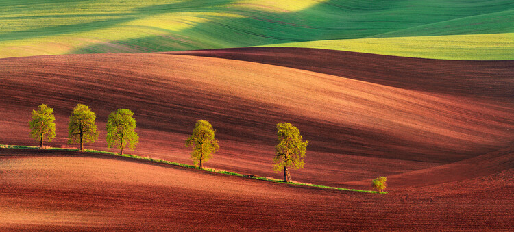 Poster Odyssey of an Avenue II