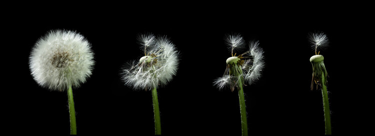 Levně Plakát, Obraz - dandelion flower sequenz, Bjoern Alicke, 60 × 21.7 cm