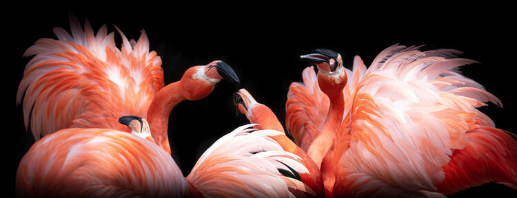 Poster The fantastic four