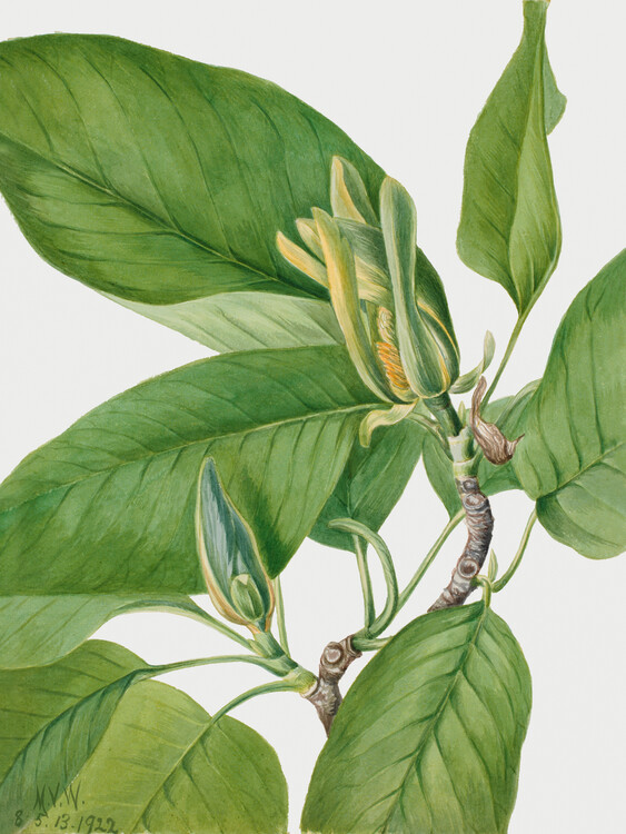 Poster Cucumber Tree (Plant) - Mary Vaux Walcott