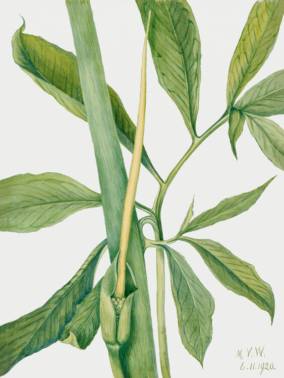 Poster Greendragon (Plant) - Mary Vaux Walcott
