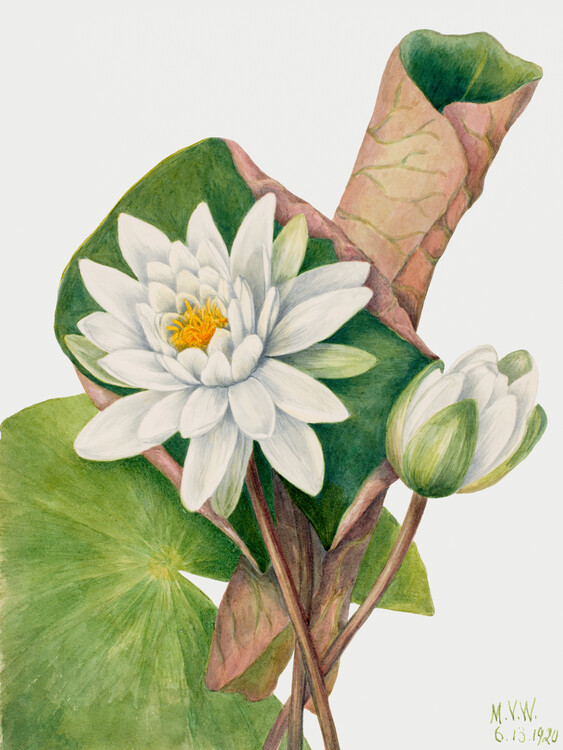 Poster American Waterlily (Plant) - Mary Vaux Walcott