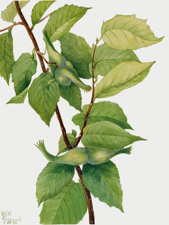 Poster Beaked Hazelnut (Plant) - Mary Vaux Walcott