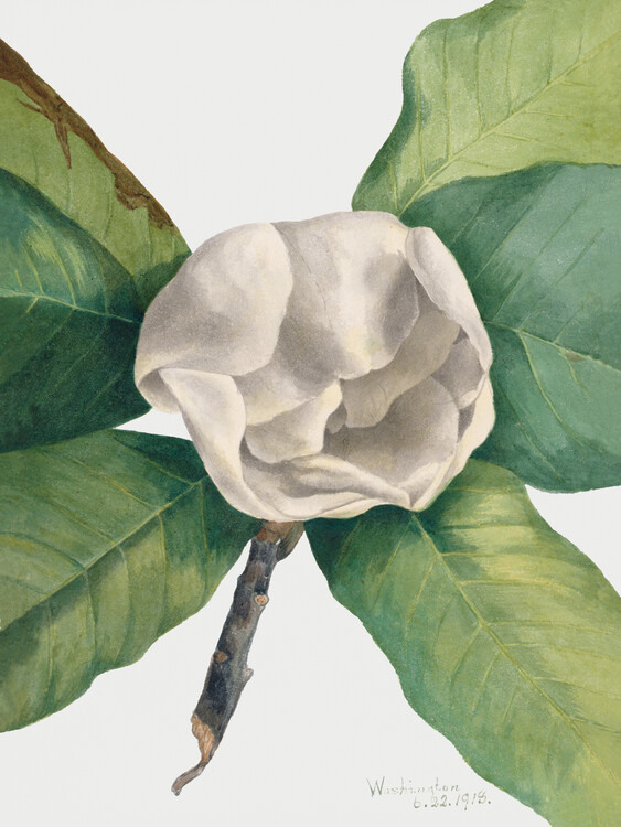 Canvas Print Southern Magnolia (Plant) - Mary Vaux Walcott