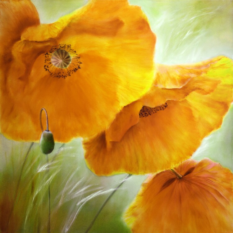 Poster Three poppies, orange light