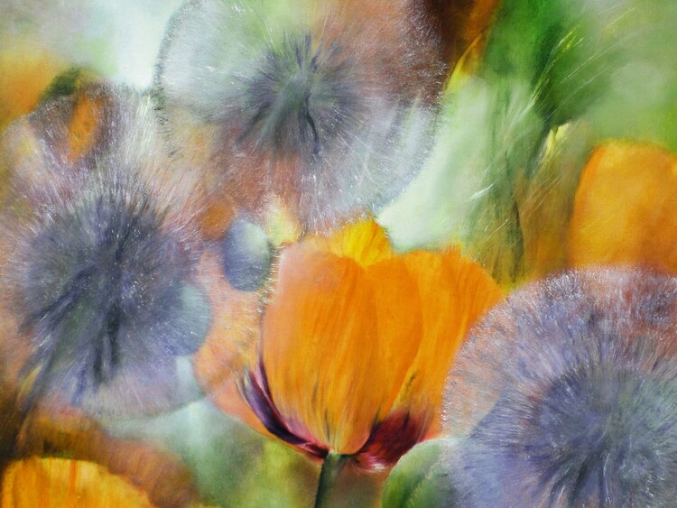 Plakat orange poppies and dandelions