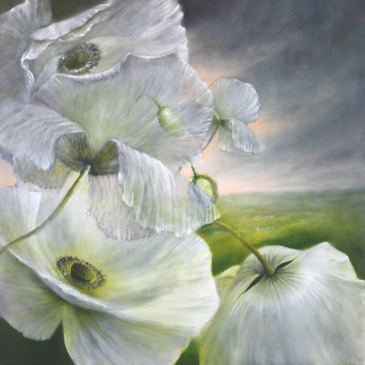 Poster poppies in the summer wind