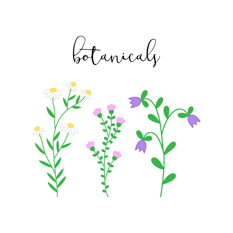 Poster Botanicals flowers illustration