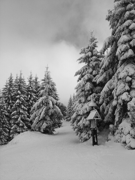 Poster Snowy forest path in winter on top of mountain