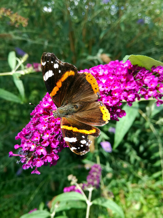 Poster Butterfly on flower photography