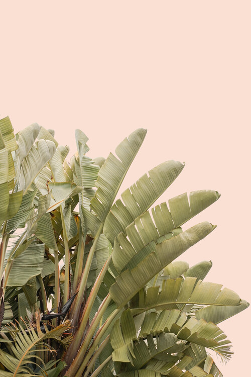 Плакат Banana Plant Leaves