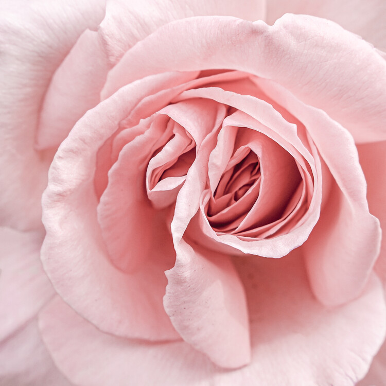 Poster Soft Pink Rose